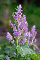 Vibrant clary sage blossoms in a summer garden. Vertical crop.