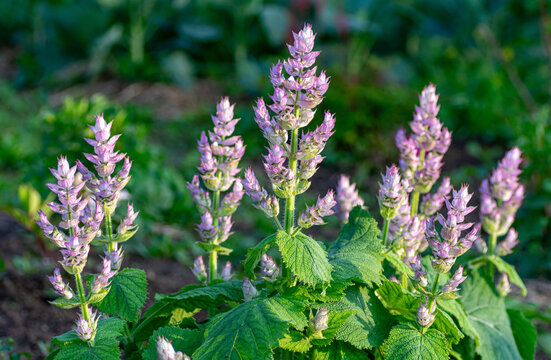 Field of blooming clary sage under natural sunlight