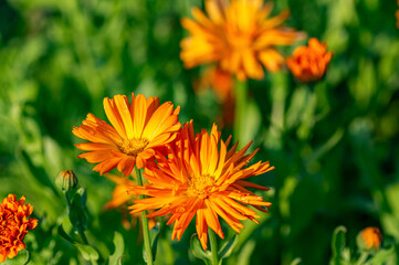 Beautiful calendula blossoms in a green garden. Close up.