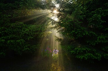 Obraz premium A serene and magical morning forest scene in semi-realistic fantasy style. Tall trees with lush green leaves let soft sunlight stream through the canopy, creating beautiful rays of light across the fo