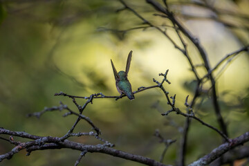 A small bird perches on a delicate branch, surrounded by a soft, blurred background of green and...