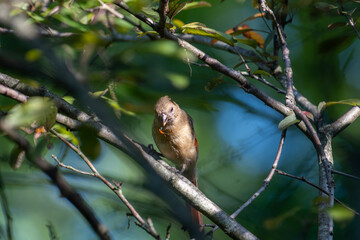 A small bird perches on a tree branch amidst a background of green leaves and scattered sunlight....