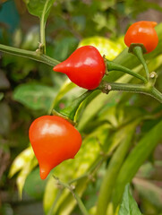 vibrant red and green chili peppers growing on a plant, showcasing fresh, ripe produce perfect for...