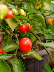 vibrant red and green chili peppers growing on a plant, showcasing fresh, ripe produce perfect for...