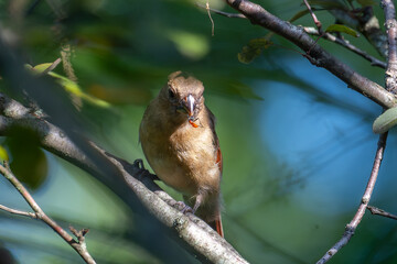 A small bird perches on a tree branch amidst a background of green leaves and scattered sunlight....