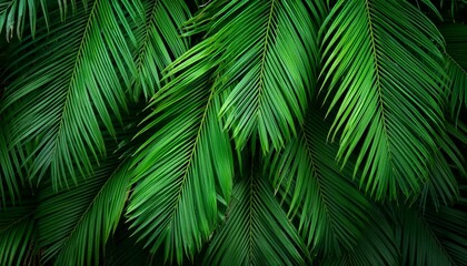 lush green palm tree leaves