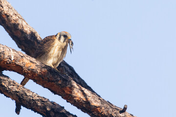 Female American kestrel (Falco sparverius) perched on a pine branch holding a lizard in its beak.