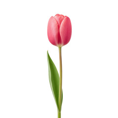 Single Pink Tulip Blossom with Green Leaves Isolated on a White Background Perfect for Botanical and Floral Designs Transparent background or png