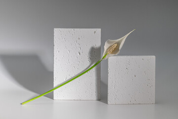 Minimalistic eco-friendly postcard, presentation, invitation with spathiphyllum flower.