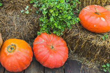 Autumn composition with pumpkins on straw bales. Thanksgiving celebration concept.