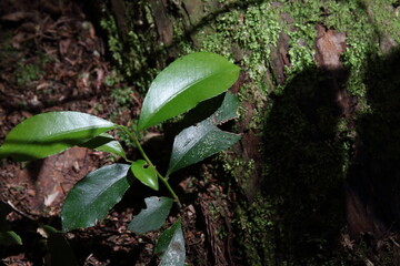 木の幹に生える緑色の葉