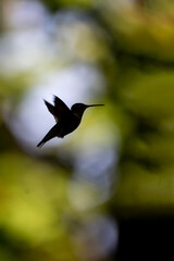 A hummingbird is captured in silhouette against a softly blurred background of light and foliage. The bokeh effect accentuates the bird's delicate and graceful form in mid-flight.