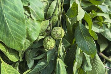 Green branches with green walnuts. Natural background.