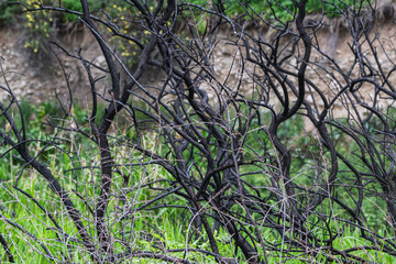 Burnt branches against the background of new green grass. The concept of life renewal.