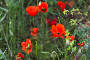 Red poppies in the meadow close-up, top view. Selective focus.