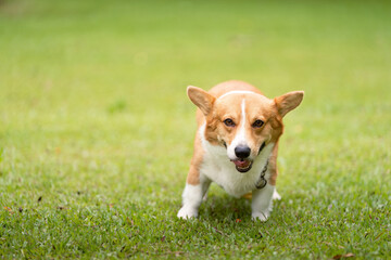 Corgi Dog Approaching Camera. Friendly corgi walking towards the viewer in a park.
