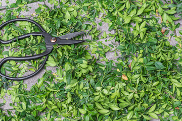 Garden shears lie on cut boxwood leaves. Topiary pruning of evergreen plants in the garden.