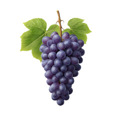 Fototapeta premium Fresh Purple Grapes on White Background with Green Leaves for Healthy Lifestyle and Nutrition Concept Transparent background or png