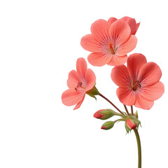 Delicate Pink Flowers Blooming in Natural Light Against a Bright Background Showcasing Natural Beauty and Vibrancy Transparent background or png