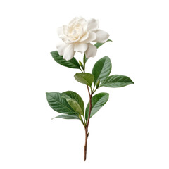 Obraz premium Elegant White Flower with Green Leaves Isolated on a Transparent Background for Creative and Design Use Transparent background or png