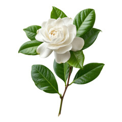 Elegant white flower with glossy green leaves, symbol of purity and beauty, isolated on a clean white background for creative use Transparent background or png