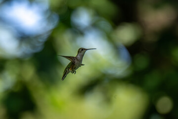 A hummingbird hovers in mid-air, displaying iridescent green feathers against a soft, blurred...