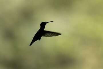 A hummingbird hovers in mid-air, displaying iridescent green feathers against a soft, blurred...