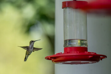 A hummingbird hovers near a bright red feeder, poised to drink nectar. The background is a soft,...