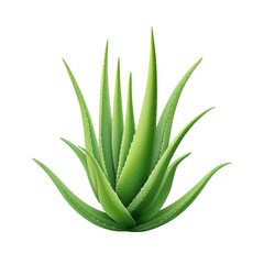 Obraz premium Lush Green Aloe Vera Plant with Thick Leaves against a Clean Background for Wellness and Natural Health Concepts Transparent background or png