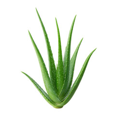Obraz premium Green Aloe Vera Plant Isolated On White Background Perfect For Natural Remedies And Health Illustrations Transparent background or png