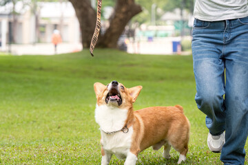 Dog Walking and Training. Corgi looking up at owner during a walk.