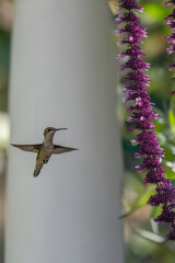 A hummingbird hovers near a tall, vibrant stalk of purple flowers, against a blurred background....