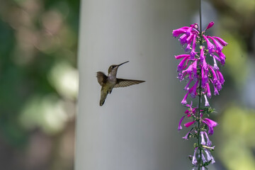 A hummingbird hovers next to a cluster of vibrant pink flowers, its wings a blur as it pauses...