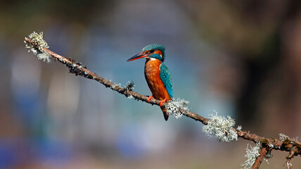 Female kingfisher perched on a branch