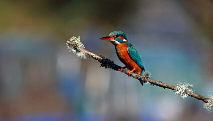 Female kingfisher perched on a branch