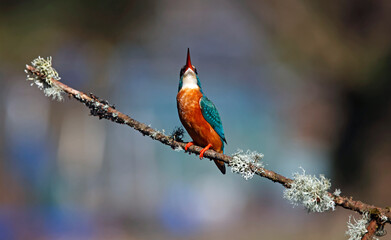 Female kingfisher perched on a branch