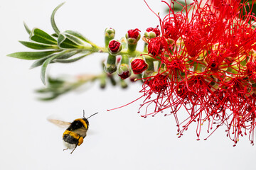 Bumblebee approaching a red flower with a white background