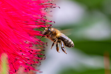 Bee approaching a red flower with a blurred background