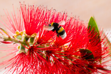 Bumblebee approaching a red flower