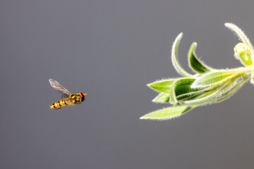 Hoverfly approaching a flower with a grey background
