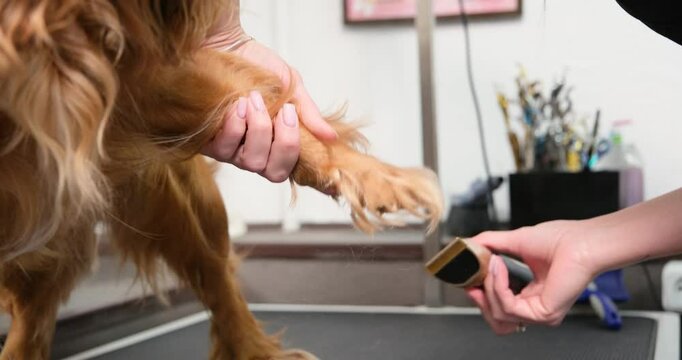 Professional groomer carefully trimming the paws of a red English Cocker Spaniel dog on a grooming table. Pet care and hygiene. Close-up