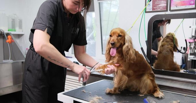 Professional groomer carefully trimming the paws of a red English Cocker Spaniel dog on a grooming table. Pet care and hygiene.