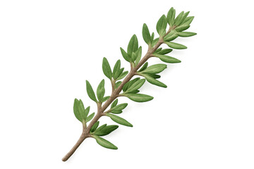Fototapeta premium Sprig of fresh thyme with vibrant green leaves, isolated on a transparent background, ready for culinary or design projects