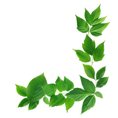 Green Leaves