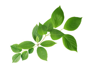 Green Leaves