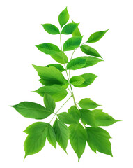 Green Leaves