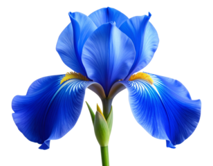 Blue iris blossom with delicate petals and natural shading, transparent background PNG