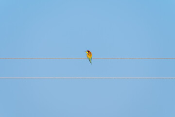 A vibrant bird with yellow, green, and brown plumage sits alone on an electric wire, set against a...