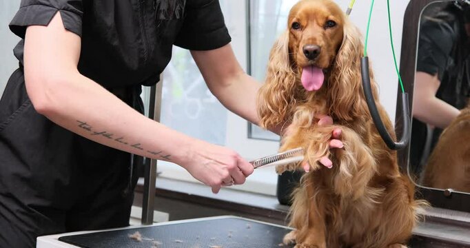 Professional groomer brushing a red English Cocker Spaniel dog on a grooming table. Close-up of coat care in pet grooming salon.