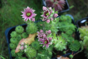 Sempervium rojnik kwiat róż